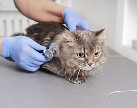 Вирусный лейкоз кошек